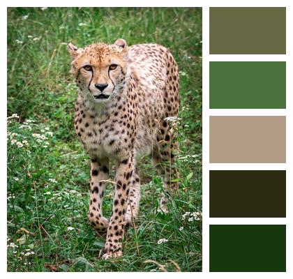 Beautiful Well Cheetah Animals Image